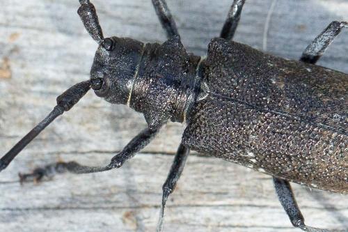 Réf. 315 758 : Monochamus sutor